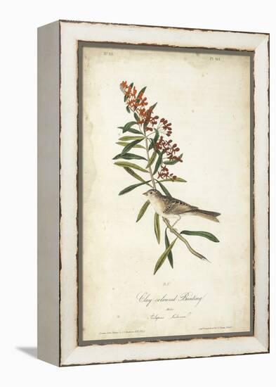 Delicate Bird and Botanical II-John James Audubon-Framed Stretched Canvas