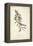 Delicate Bird and Botanical II-John James Audubon-Framed Stretched Canvas