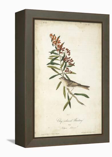 Delicate Bird and Botanical II-John James Audubon-Framed Stretched Canvas