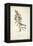 Delicate Bird and Botanical II-John James Audubon-Framed Stretched Canvas