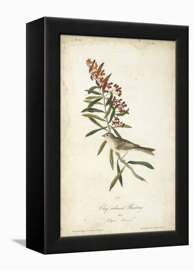 Delicate Bird and Botanical II-John James Audubon-Framed Stretched Canvas