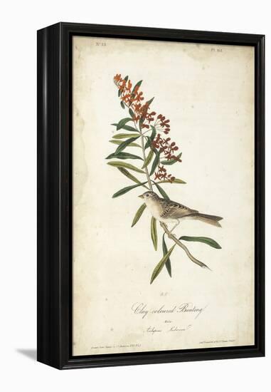 Delicate Bird and Botanical II-John James Audubon-Framed Stretched Canvas