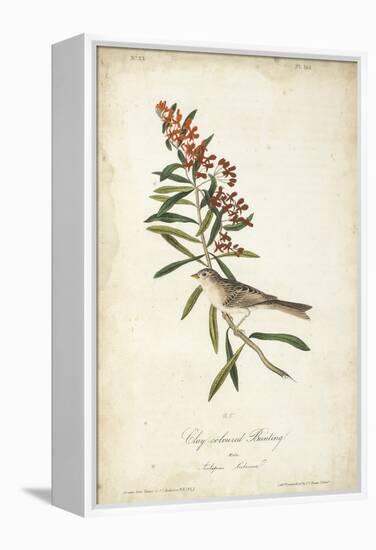 Delicate Bird and Botanical II-John James Audubon-Framed Stretched Canvas