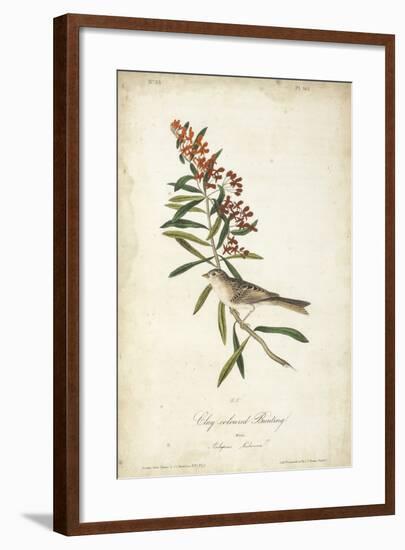 Delicate Bird and Botanical II-John James Audubon-Framed Art Print