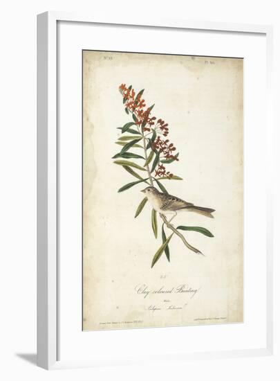 Delicate Bird and Botanical II-John James Audubon-Framed Art Print