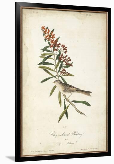 Delicate Bird and Botanical II-John James Audubon-Framed Art Print