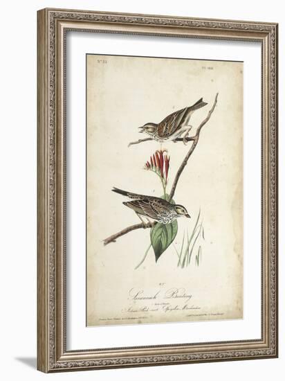 Delicate Bird and Botanical III-John James Audubon-Framed Art Print