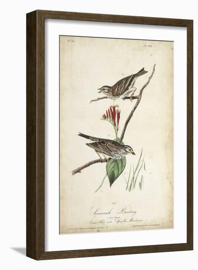 Delicate Bird and Botanical III-John James Audubon-Framed Art Print