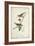 Delicate Bird and Botanical III-John James Audubon-Framed Art Print