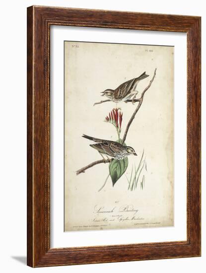 Delicate Bird and Botanical III-John James Audubon-Framed Art Print