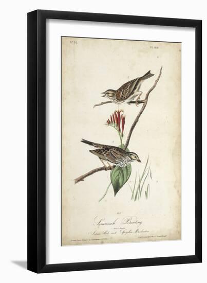 Delicate Bird and Botanical III-John James Audubon-Framed Art Print