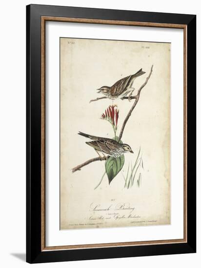 Delicate Bird and Botanical III-John James Audubon-Framed Art Print