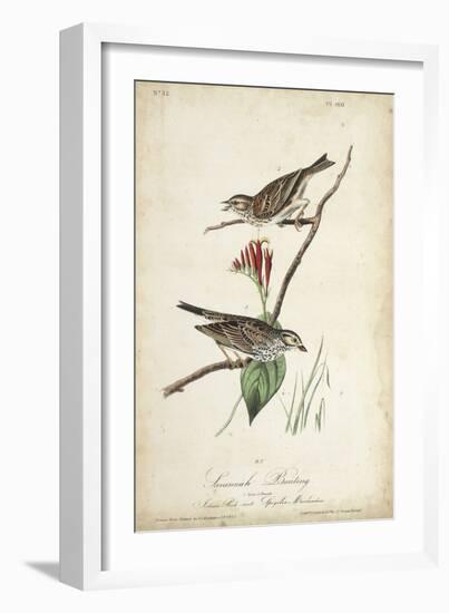 Delicate Bird and Botanical III-John James Audubon-Framed Art Print