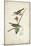 Delicate Bird and Botanical III-John James Audubon-Mounted Art Print