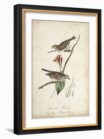 Delicate Bird and Botanical III-John James Audubon-Framed Art Print