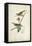 Delicate Bird and Botanical III-John James Audubon-Framed Stretched Canvas