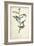 Delicate Bird and Botanical IV-John James Audubon-Framed Art Print