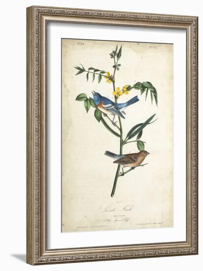 Delicate Bird and Botanical IV-John James Audubon-Framed Art Print
