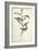 Delicate Bird and Botanical IV-John James Audubon-Framed Art Print