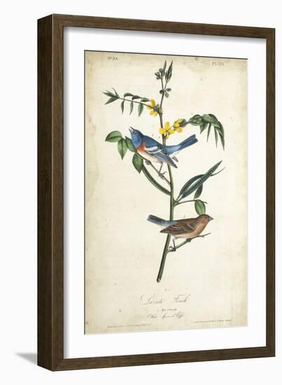 Delicate Bird and Botanical IV-John James Audubon-Framed Art Print