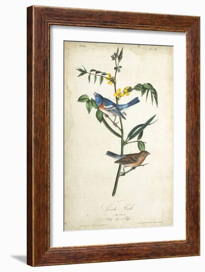 Delicate Bird and Botanical IV-John James Audubon-Framed Art Print