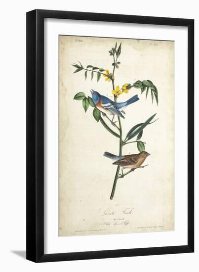 Delicate Bird and Botanical IV-John James Audubon-Framed Art Print