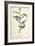 Delicate Bird and Botanical IV-John James Audubon-Framed Art Print