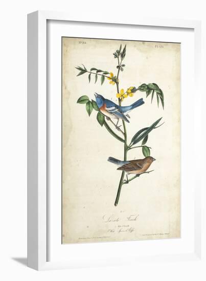 Delicate Bird and Botanical IV-John James Audubon-Framed Art Print