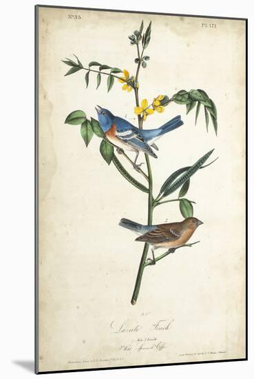 Delicate Bird and Botanical IV-John James Audubon-Mounted Art Print