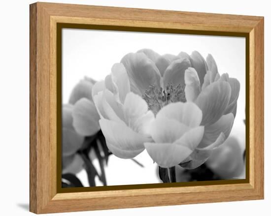 Delicate Blossom I-Nicole Katano-Framed Stretched Canvas