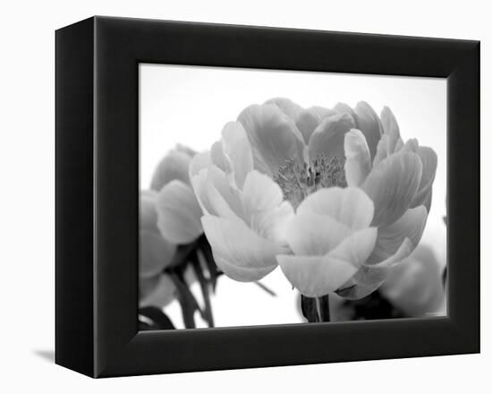 Delicate Blossom I-Nicole Katano-Framed Stretched Canvas