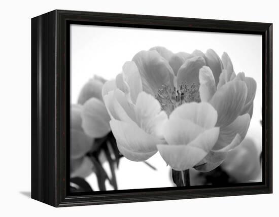 Delicate Blossom I-Nicole Katano-Framed Stretched Canvas