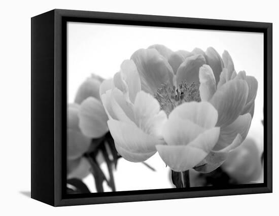 Delicate Blossom I-Nicole Katano-Framed Stretched Canvas