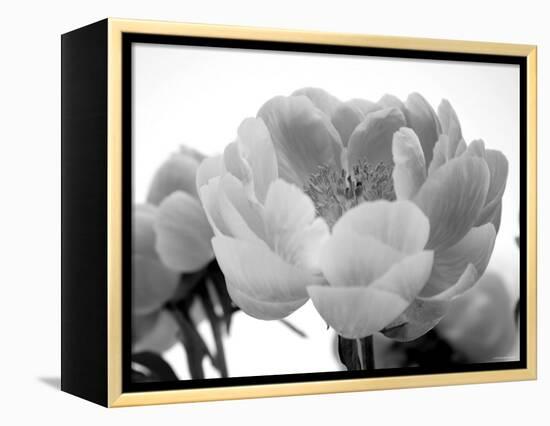 Delicate Blossom I-Nicole Katano-Framed Stretched Canvas