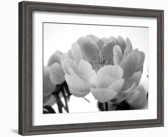 Delicate Blossom I-Nicole Katano-Framed Photo