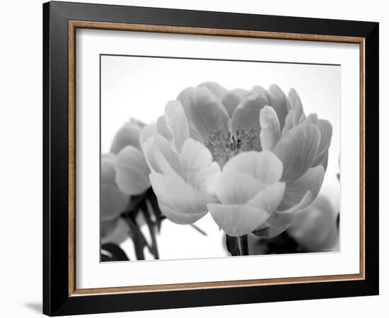 Delicate Blossom I-Nicole Katano-Framed Photo