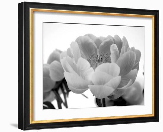 Delicate Blossom I-Nicole Katano-Framed Photo