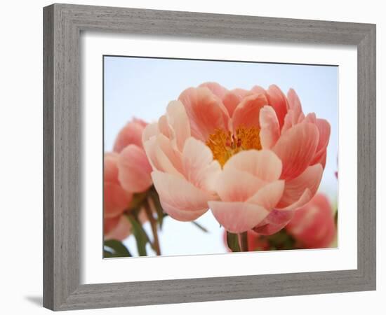 Delicate Blossom I-Nicole Katano-Framed Photo