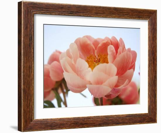 Delicate Blossom I-Nicole Katano-Framed Photo