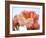 Delicate Blossom I-Nicole Katano-Framed Photo