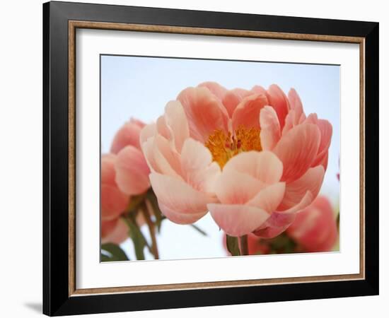 Delicate Blossom I-Nicole Katano-Framed Photo