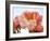 Delicate Blossom I-Nicole Katano-Framed Photo