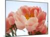 Delicate Blossom I-Nicole Katano-Mounted Photo