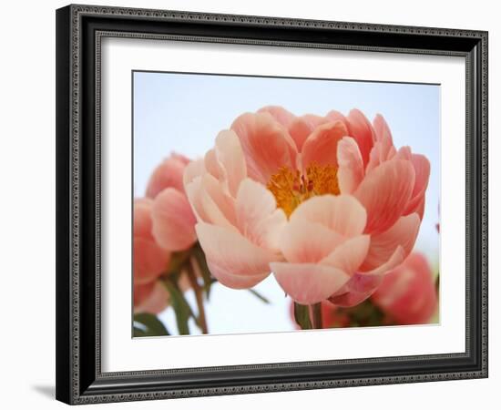 Delicate Blossom I-Nicole Katano-Framed Photo