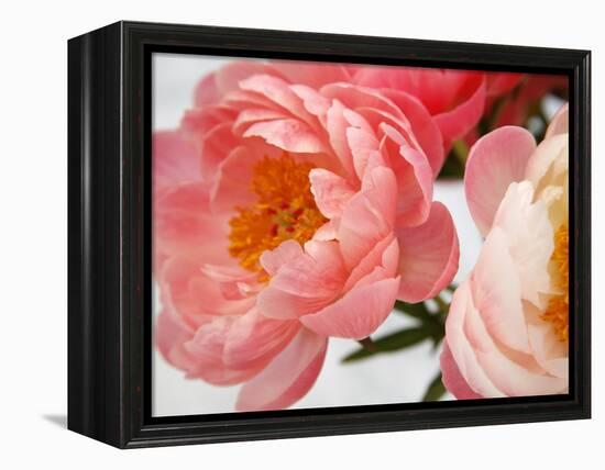 Delicate Blossom II-Nicole Katano-Framed Stretched Canvas