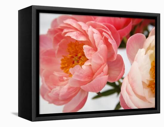 Delicate Blossom II-Nicole Katano-Framed Stretched Canvas