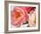 Delicate Blossom II-Nicole Katano-Framed Photo