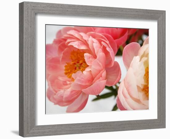 Delicate Blossom II-Nicole Katano-Framed Photo