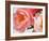 Delicate Blossom II-Nicole Katano-Framed Photo