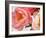 Delicate Blossom II-Nicole Katano-Framed Photo